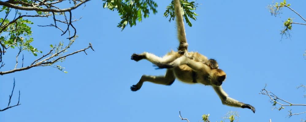 Costa Rica monkeys