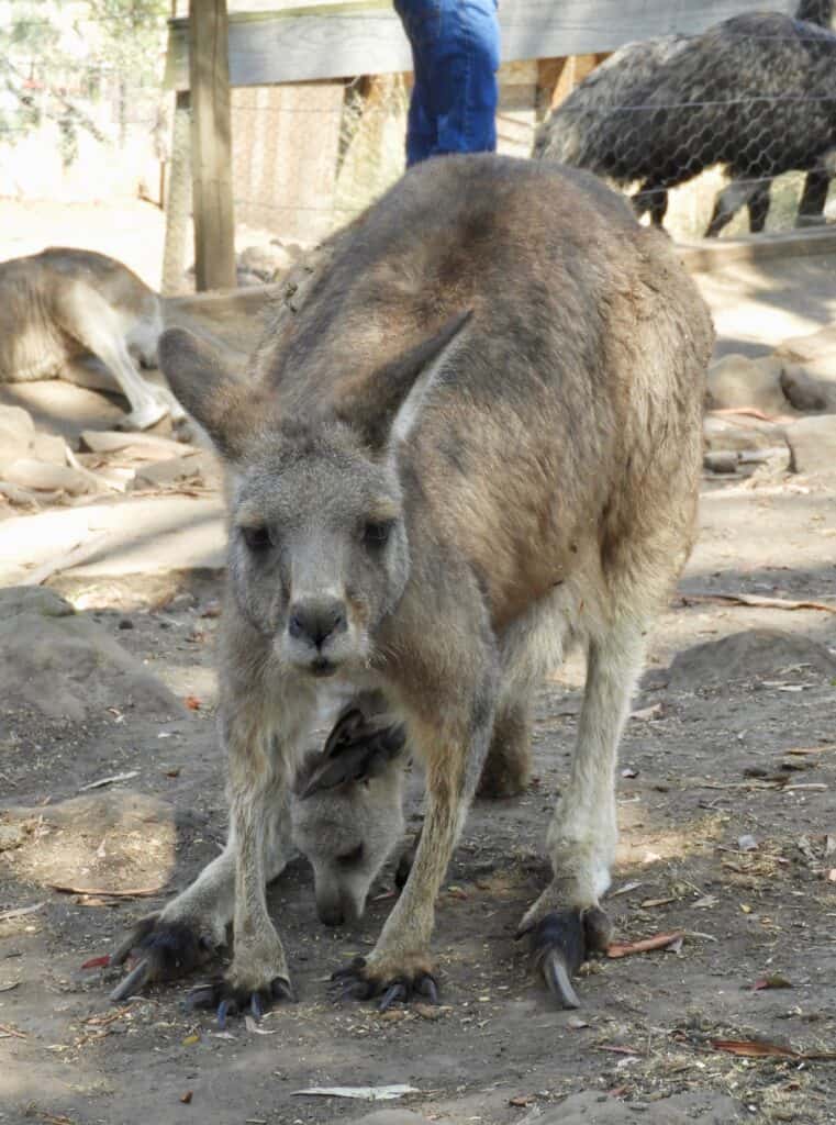 Kangaroo