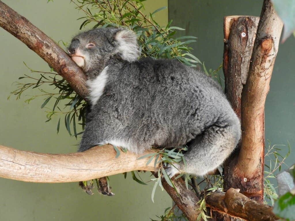Koala