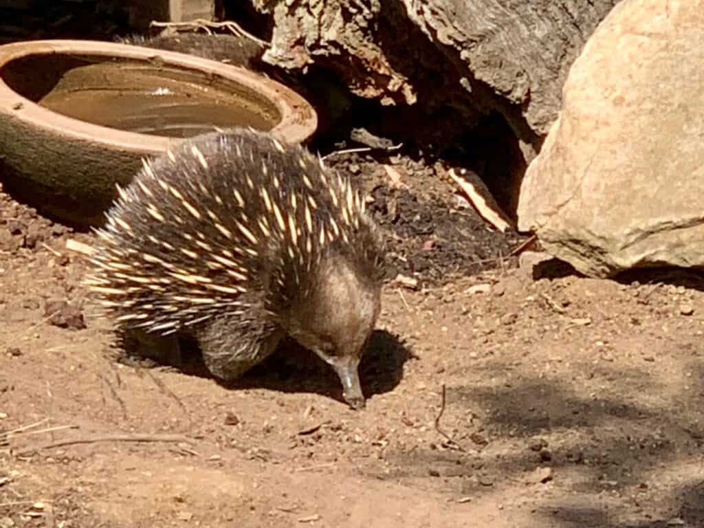 Echidna