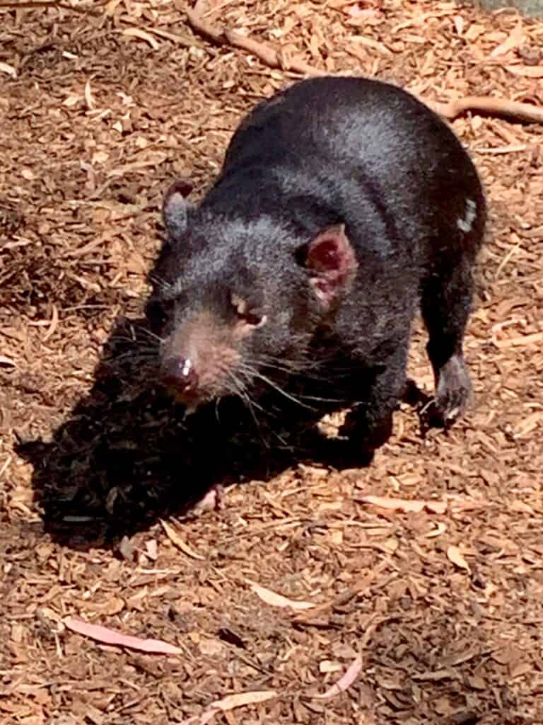 Tasmanian Devil
