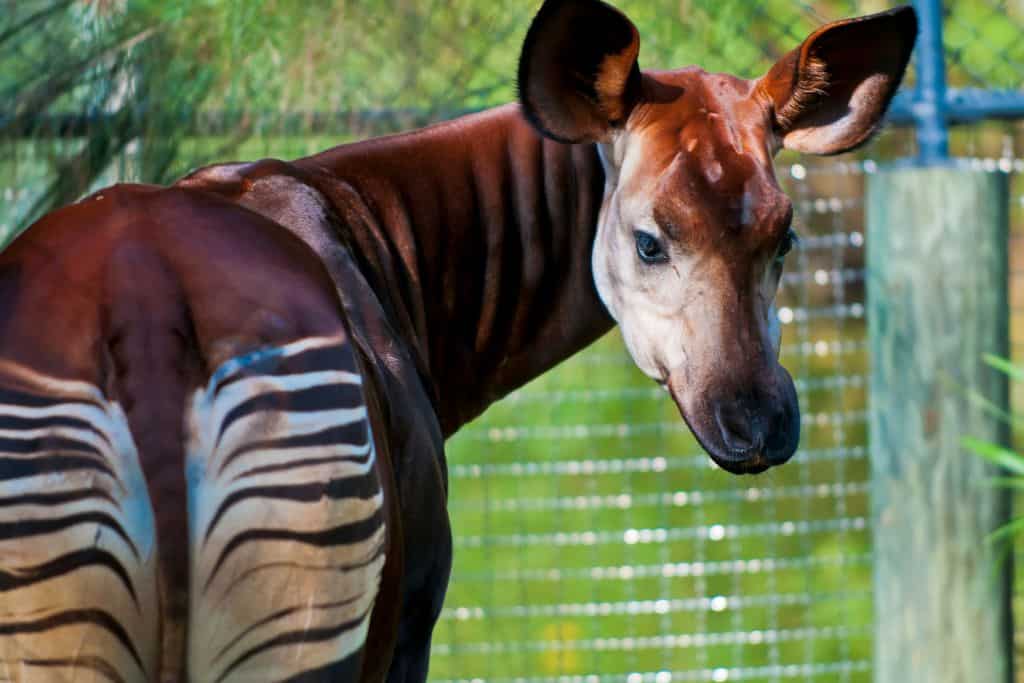 UNESCO sites - Okapi Wildlife Reserve