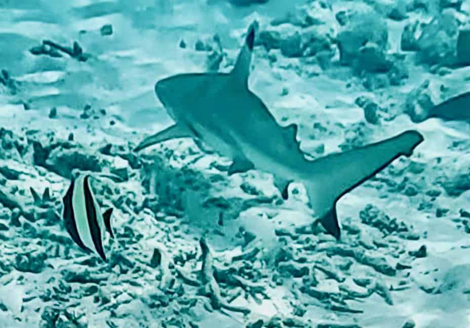 Black-tip Shark near Fushifaru Maldives