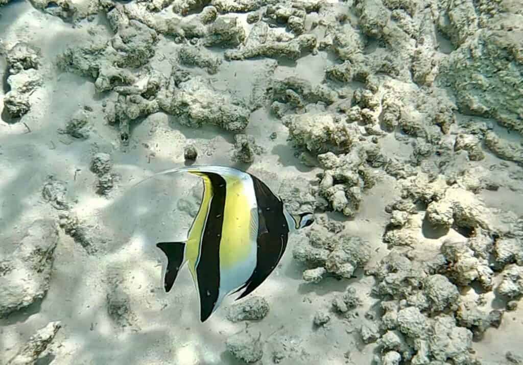 Moorish Idol near Fushifaru Maldives