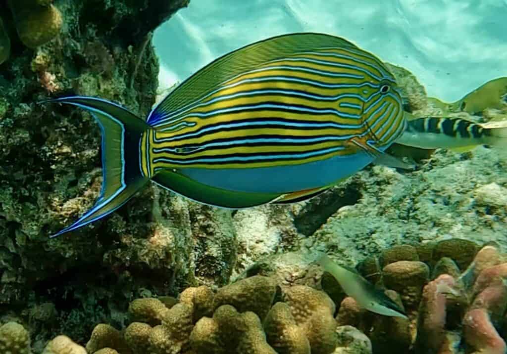 Striped Surgeonfish near Fushifaru Maldives