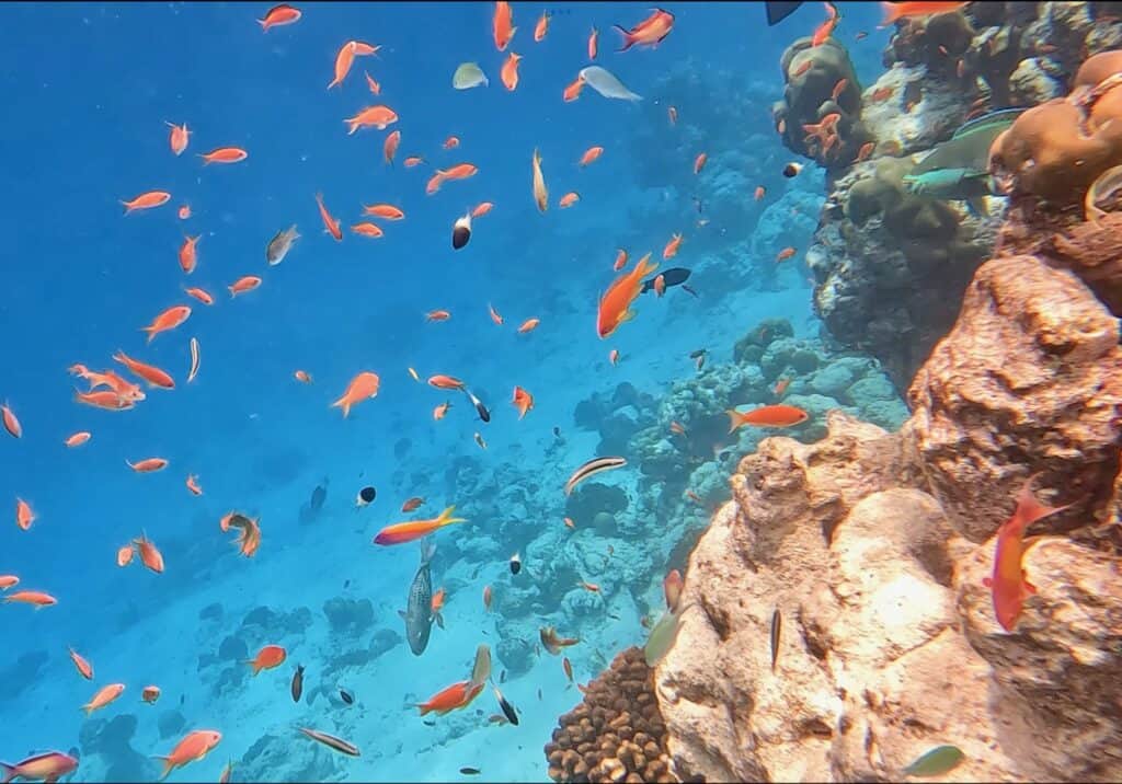 Fushifaru Maldives