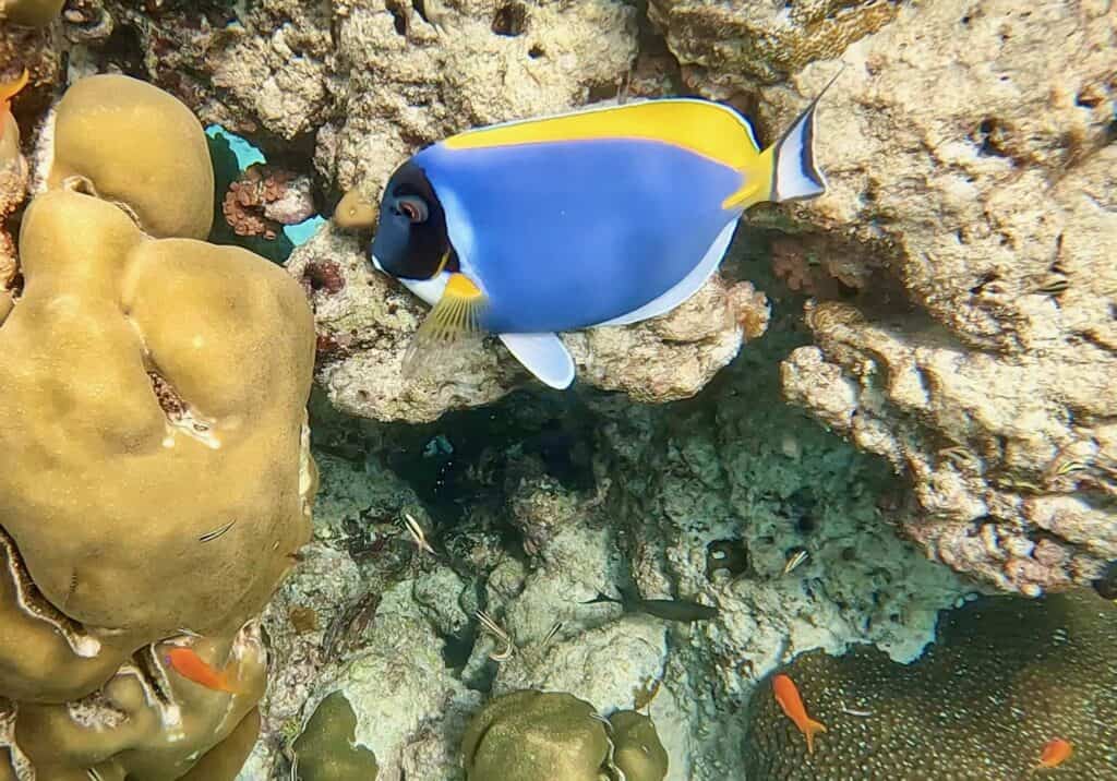 Powder Blue Tang near Fushifaru Maldives