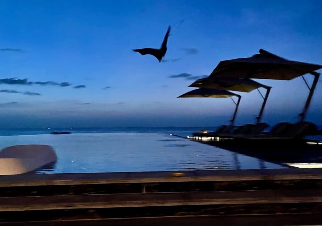 greater Indian fruit bat at Fushifaru Maldives