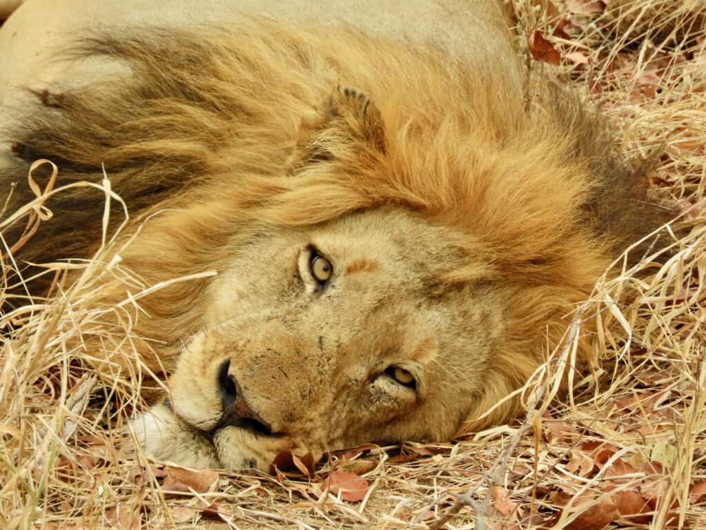 lion in South Africa