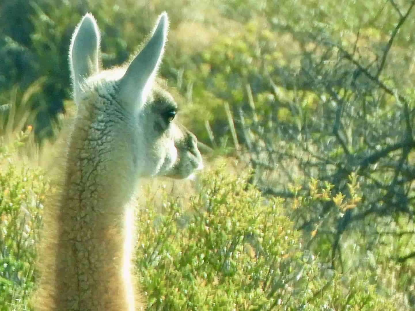guanaco in Argentina