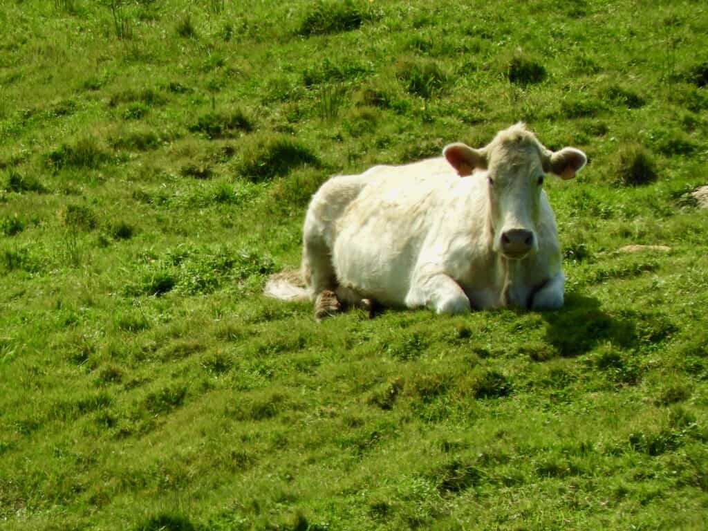 São Miguel Azores