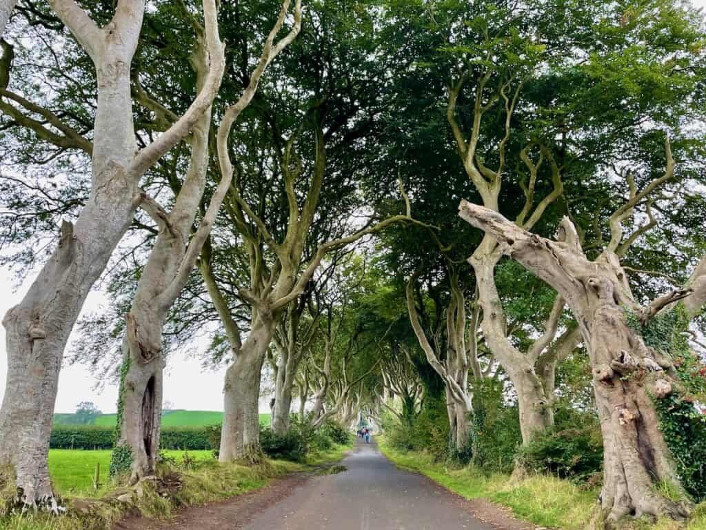 Dark Hedges in Northern Ireland