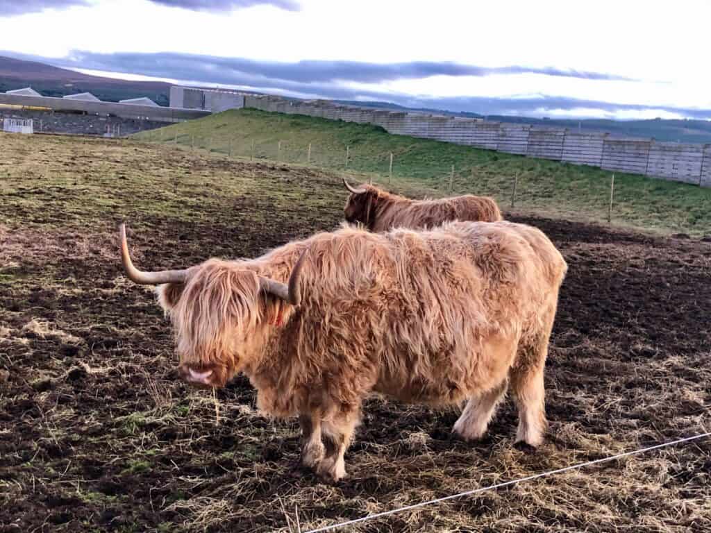 Scotland Highland Sheep