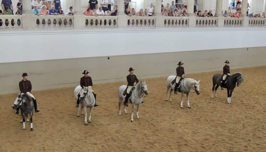 Lipizzan horses in Vienna Austria