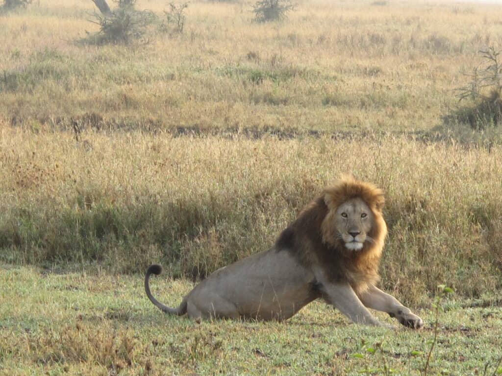 a lion in the Serengeti of Tanzania
