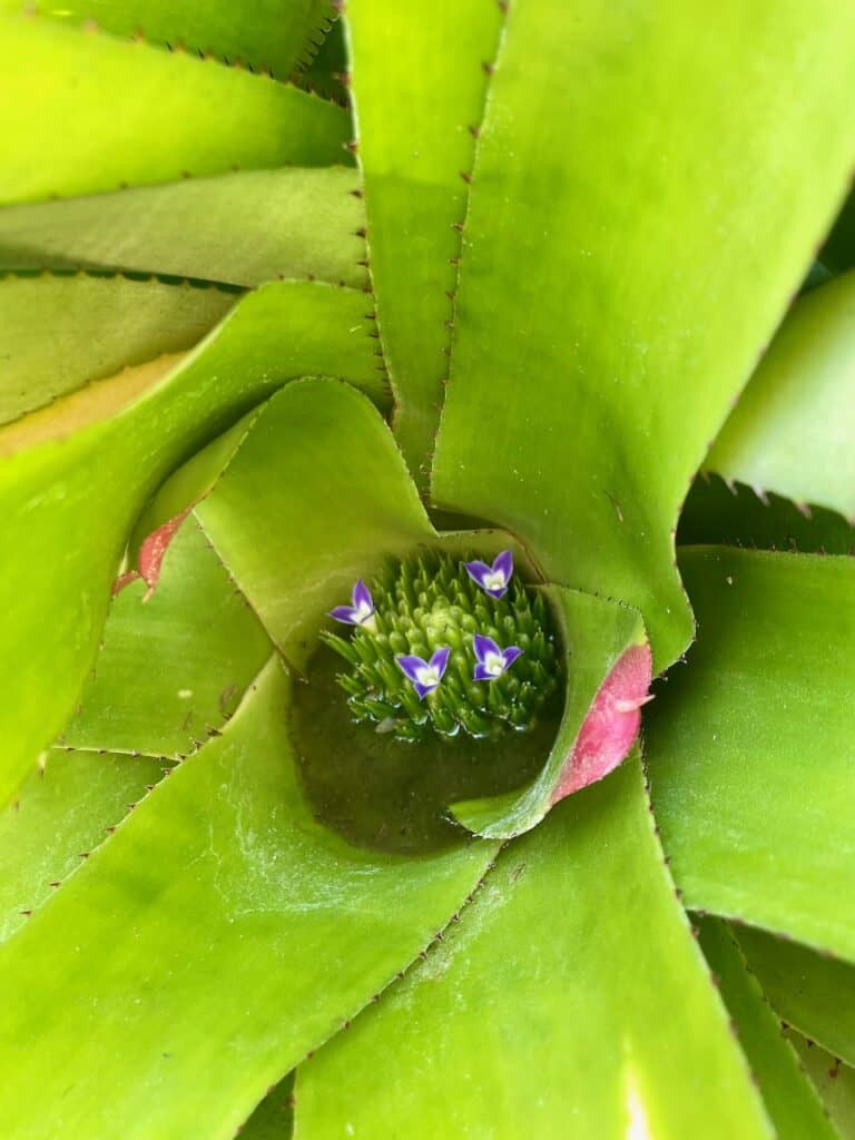 Peering into a plant near Ubud
