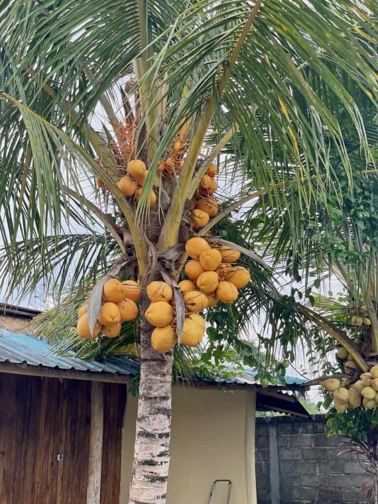 Yellow coconuts near Ubud