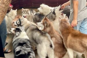 Bangkok Husky Cafe