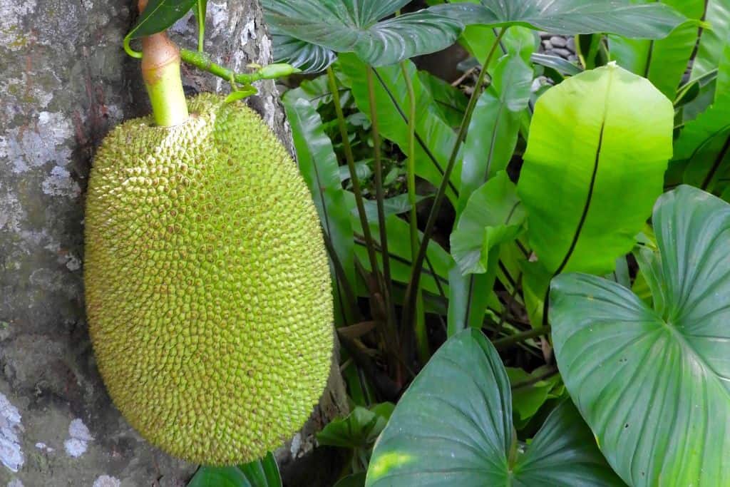 Jackfruit - exotic fruits pictures and names