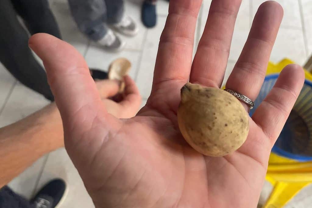 Langsat - exotic fruits pictures and names