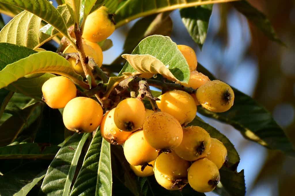 Loquat