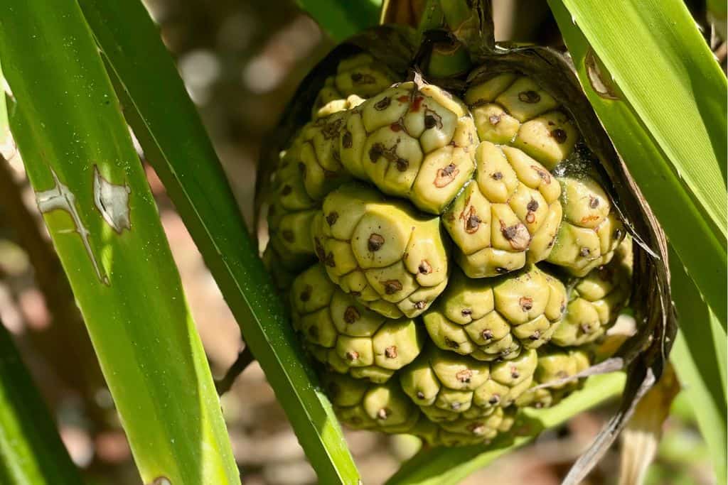 Screw pine - exotic fruits pictures and names