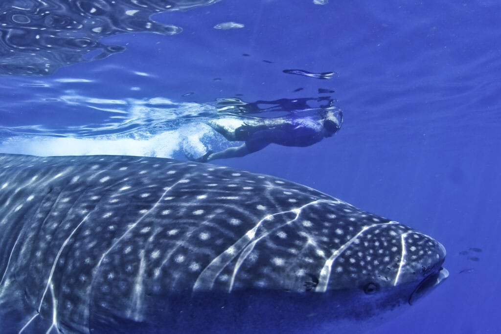 Snorkeling with whale sharks in Mexico near Playa del Carmen