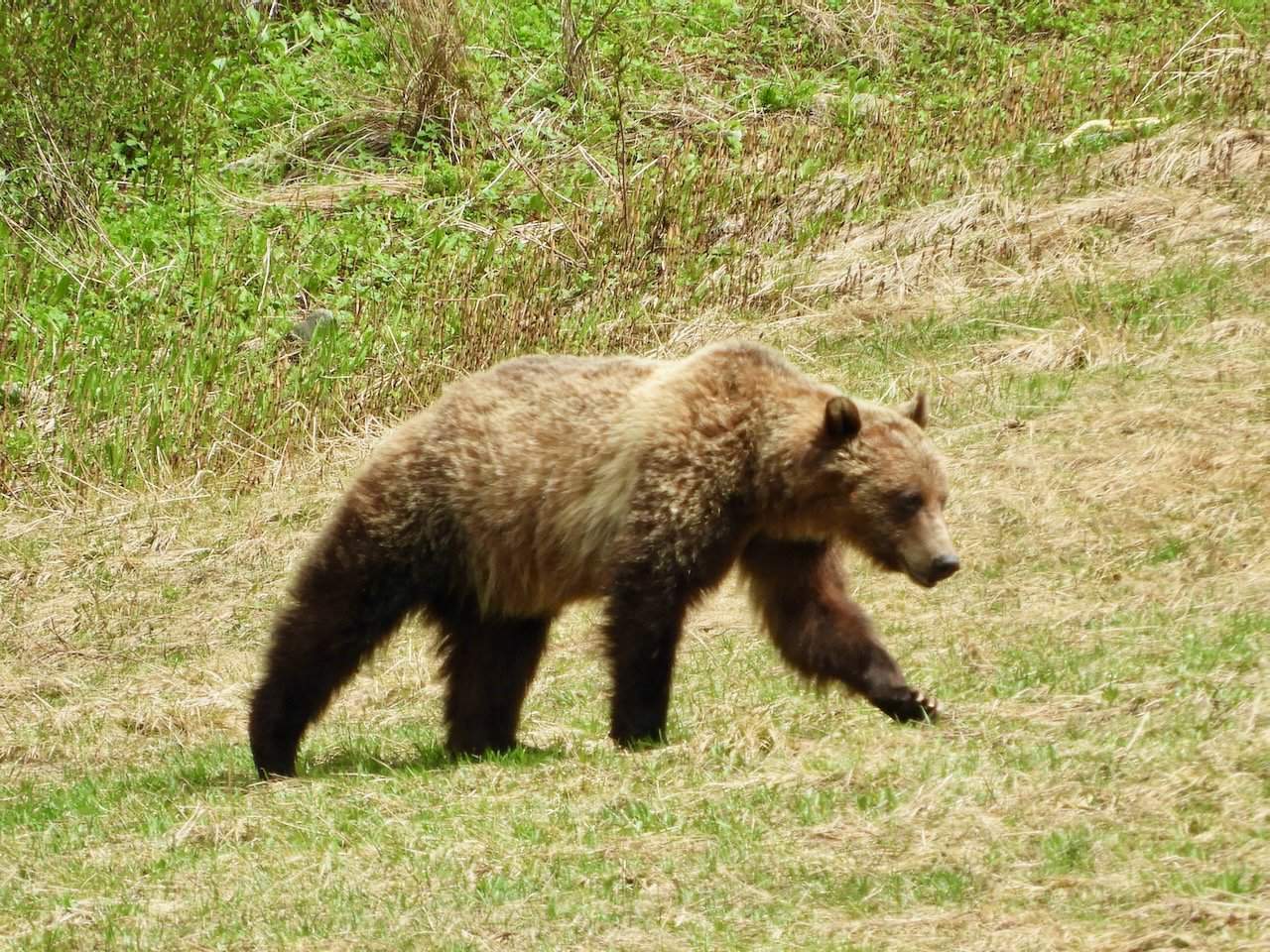 Great bear rainforest and Alaska explorer grizzly bear