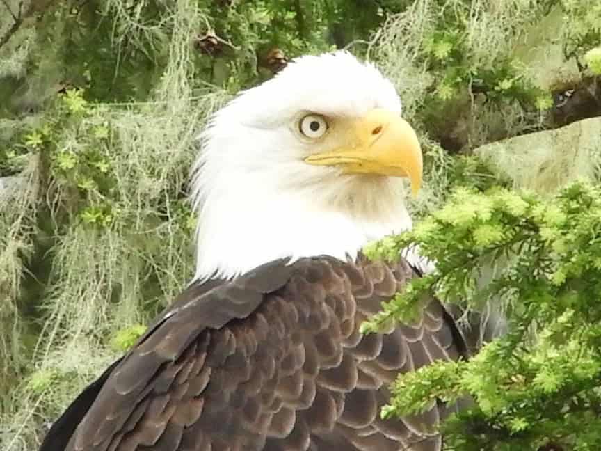 bald eagle in Alaska