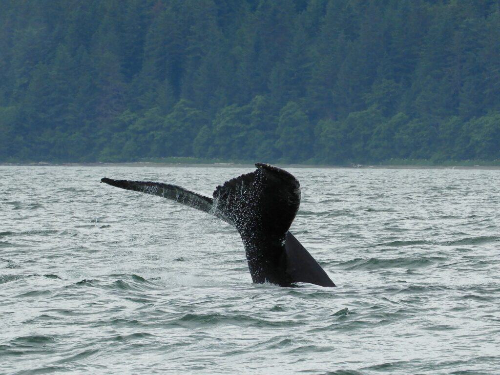 A whale tail in Alaska