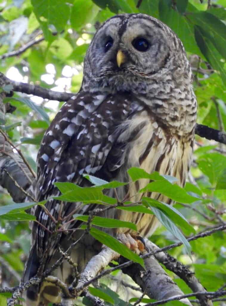 owl in Butchart Gardens in Victoria, BC Canada