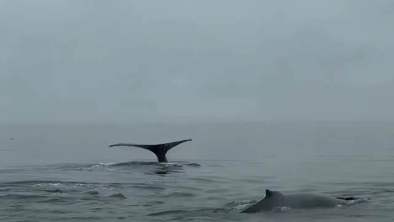 Whale tail above the water with another whale visible in the foreground